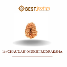 14 (Chaudah) Mukhi Rudraksha